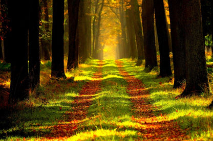 Road in Autumn Forest Photograph Print 100% Australian Made