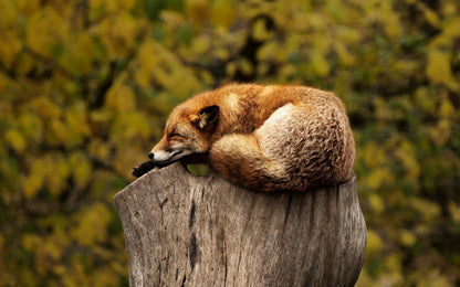 Fox on Tree Closeup Photograph Home Decor Premium Quality Poster Print Choose Your Sizes