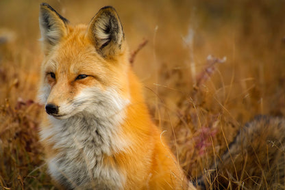 Fox Portrait Closeup Photograph Print 100% Australian Made