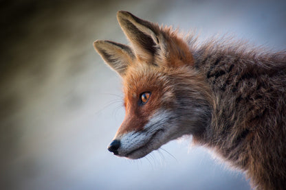 Fox Portrait Closeup Photograph Home Decor Premium Quality Poster Print Choose Your Sizes