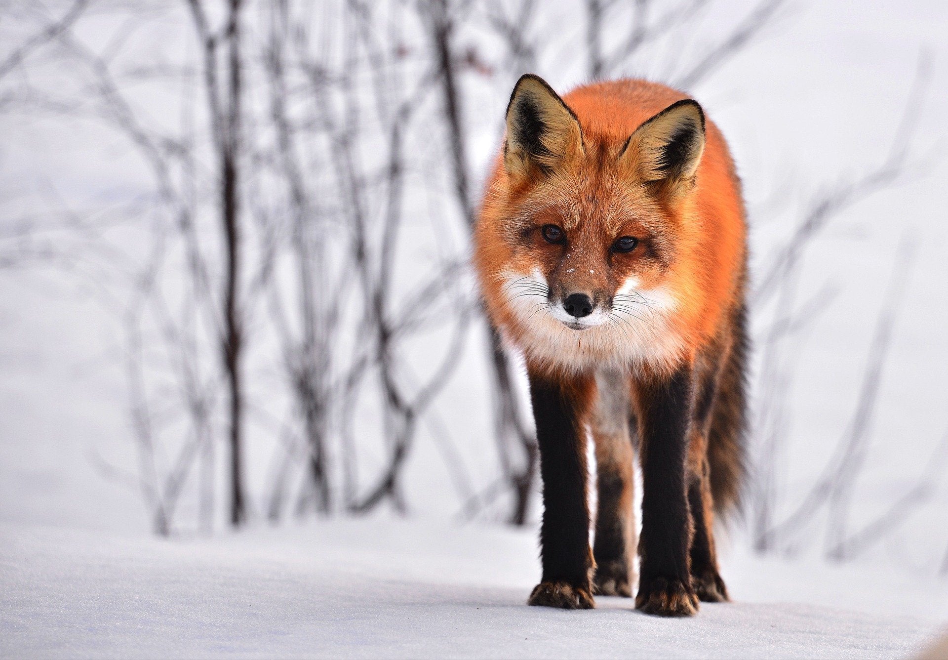 Fox on Snow Closeup Photograph Home Decor Premium Quality Poster Print Choose Your Sizes