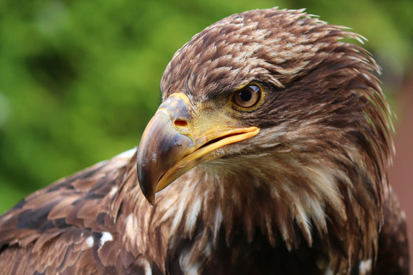 Stunning Eagle Portrait Photograph Print 100% Australian Made