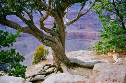 Tree on Mountain Photograph Print 100% Australian Made