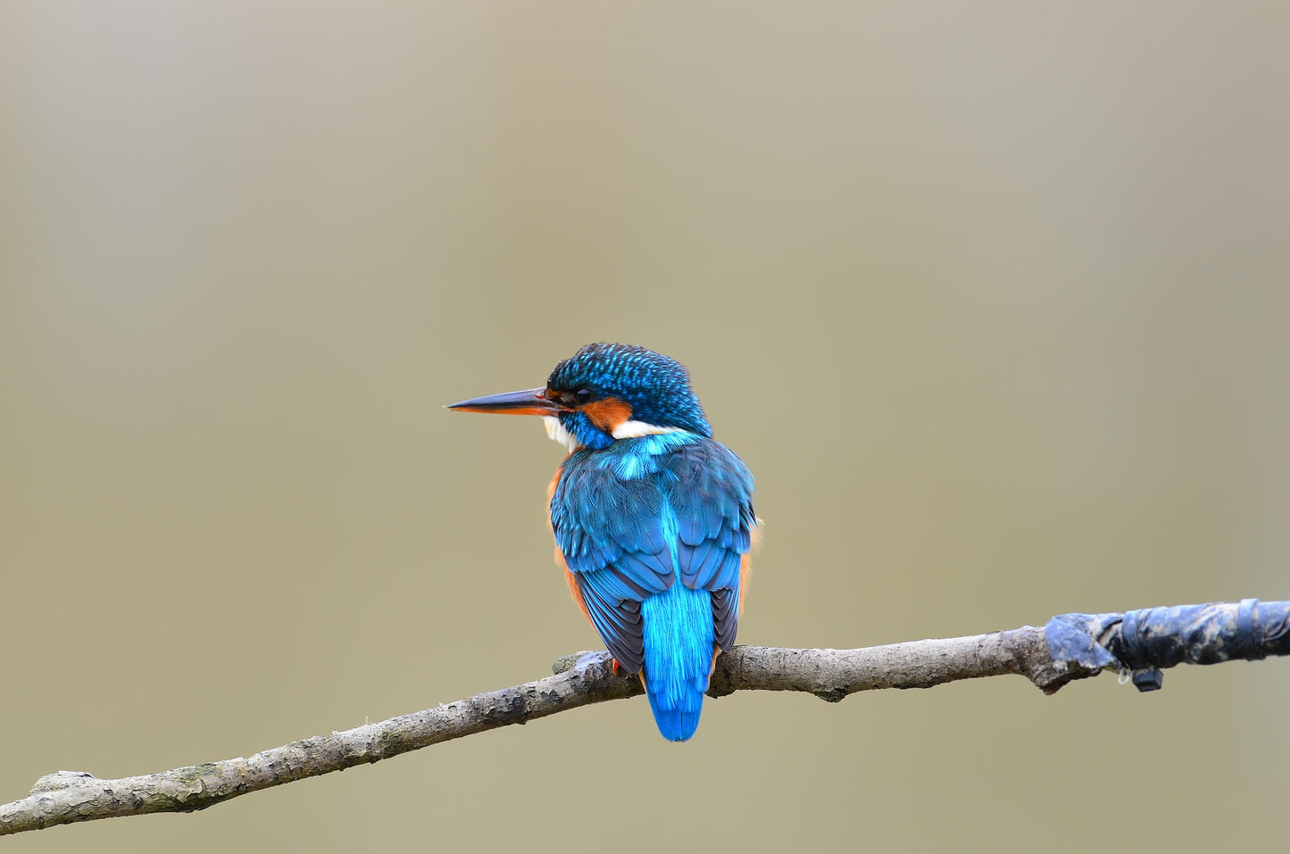 Kingfisher Bird Perched on a Branch Photograph Print 100% Australian Made