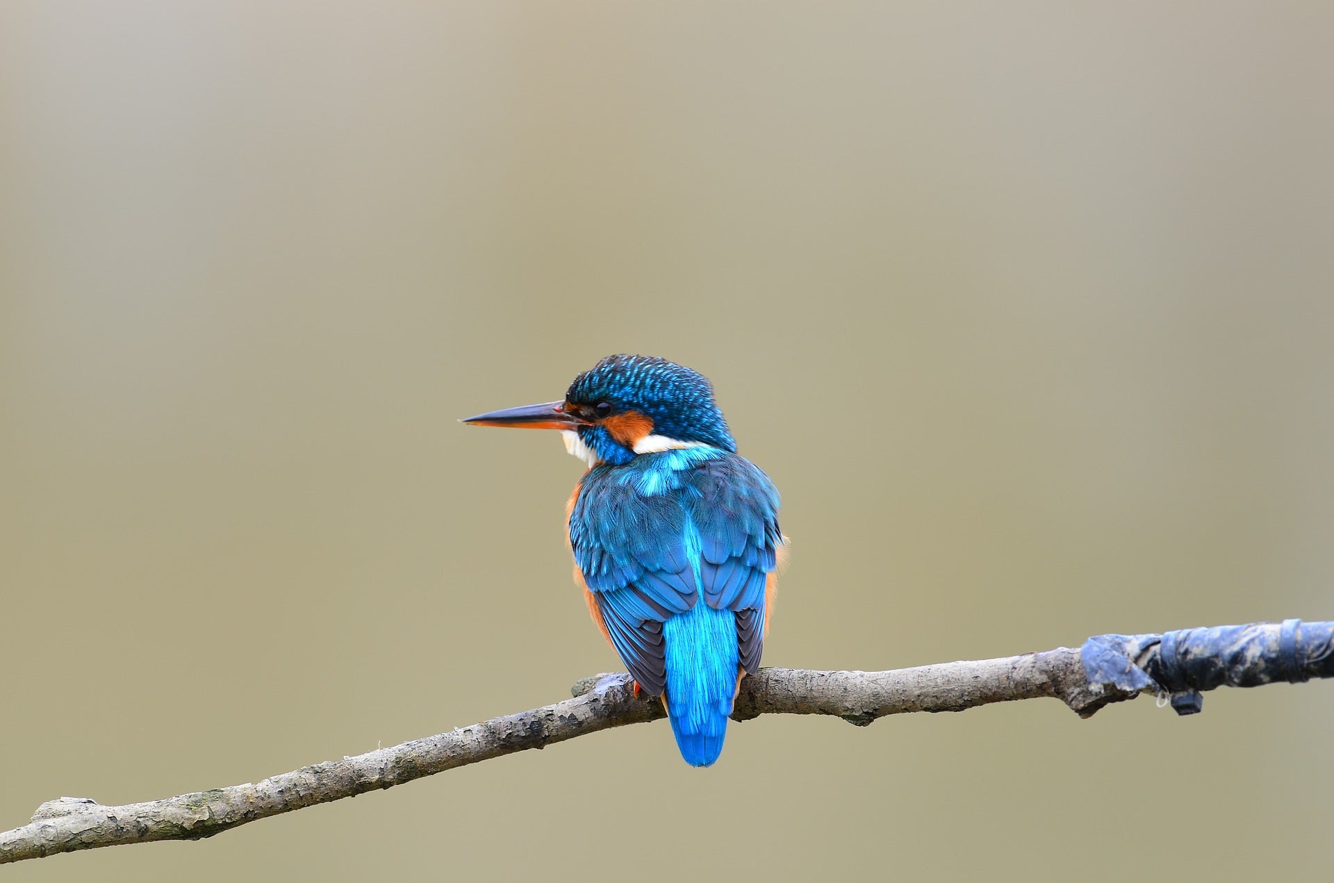 Kingfisher Bird Perched on a Branch Photograph Print 100% Australian Made