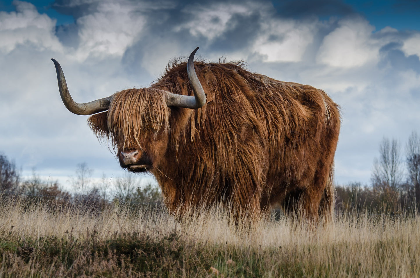 Highland Cow Closeup Photograph Home Decor Premium Quality Poster Print Choose Your Sizes