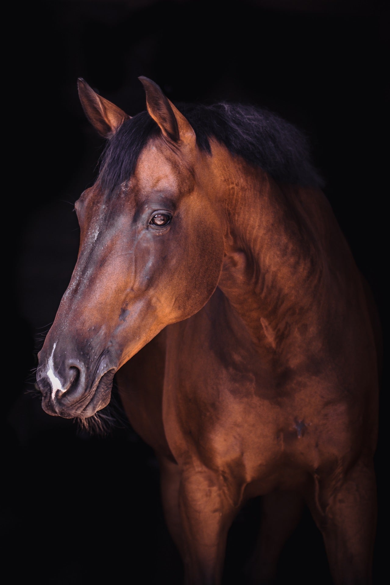 Horse Portrait Photograph Home Decor Premium Quality Poster Print Choose Your Sizes