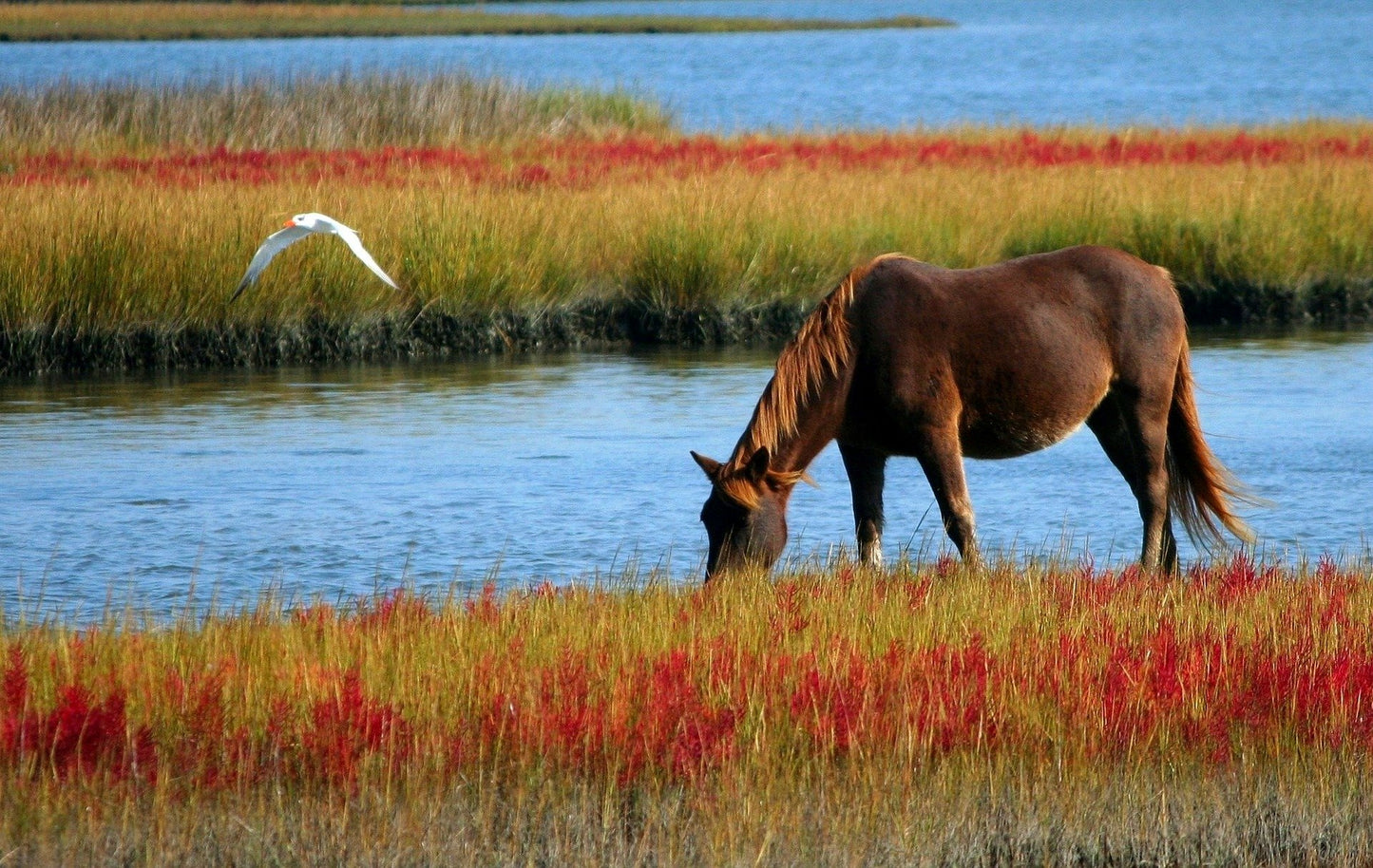 Horse Near Waterstream Photograph Print 100% Australian Made