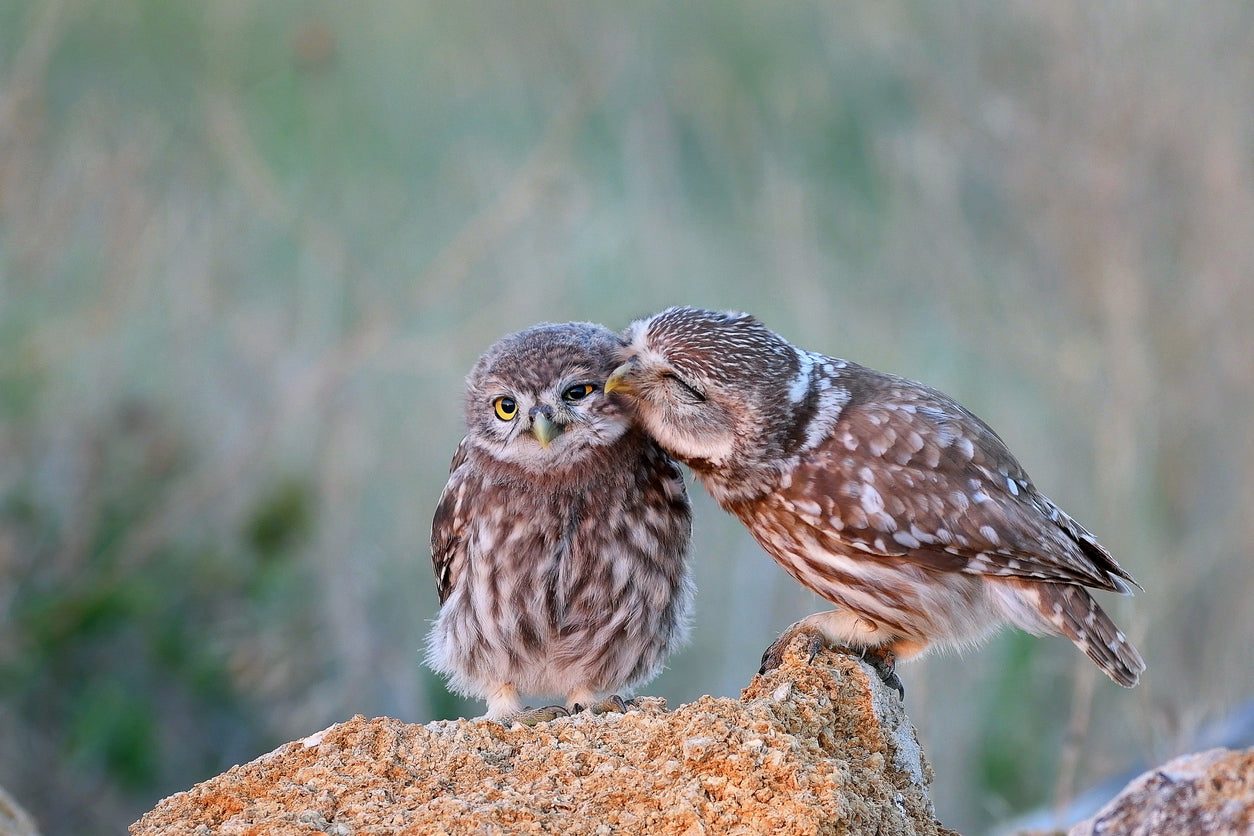 Owls on a Rock Photograph Print 100% Australian Made