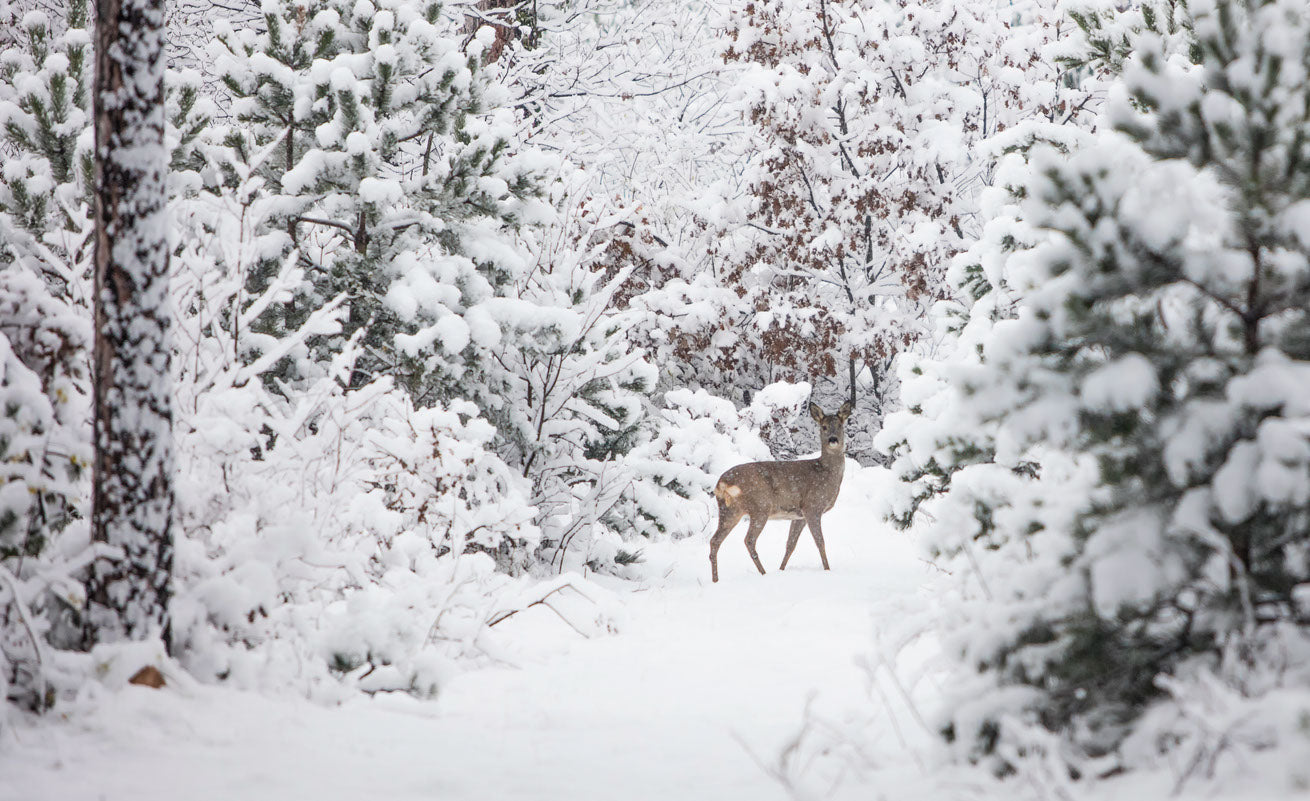 Deer in Snow Covered Forest View Home Decor Premium Quality Poster Print Choose Your Sizes