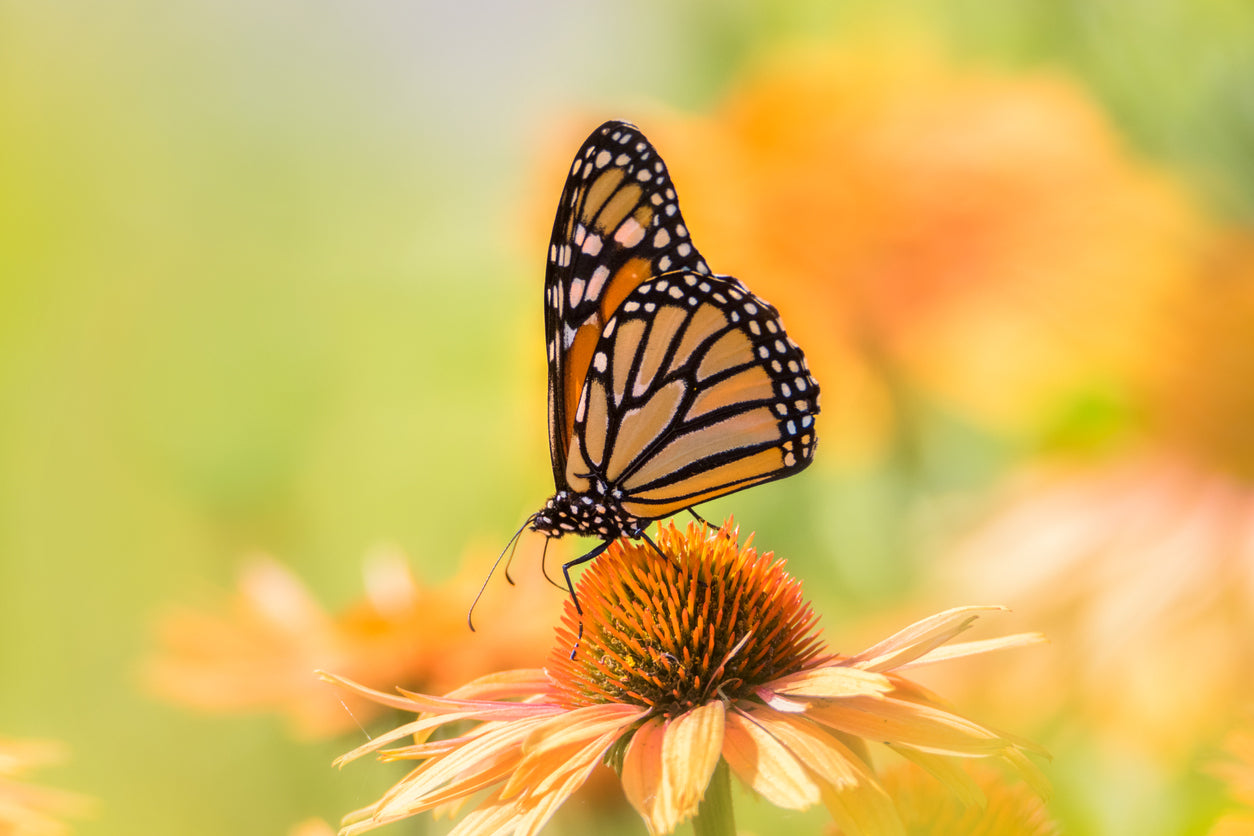 Butterfly On a Flower Photograph Home Decor Premium Quality Poster Print Choose Your Sizes