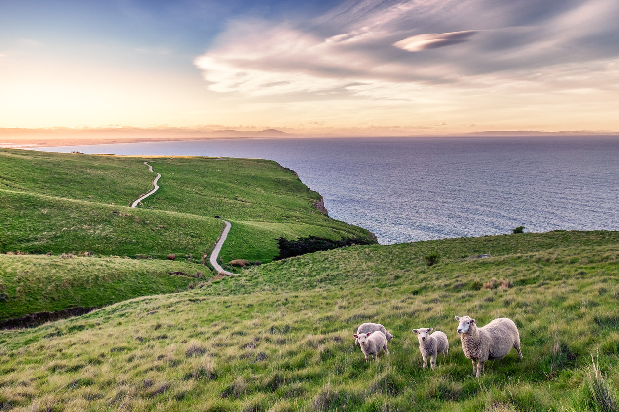 Sheeps on Meadow View Photograph Home Decor Premium Quality Poster Print Choose Your Sizes