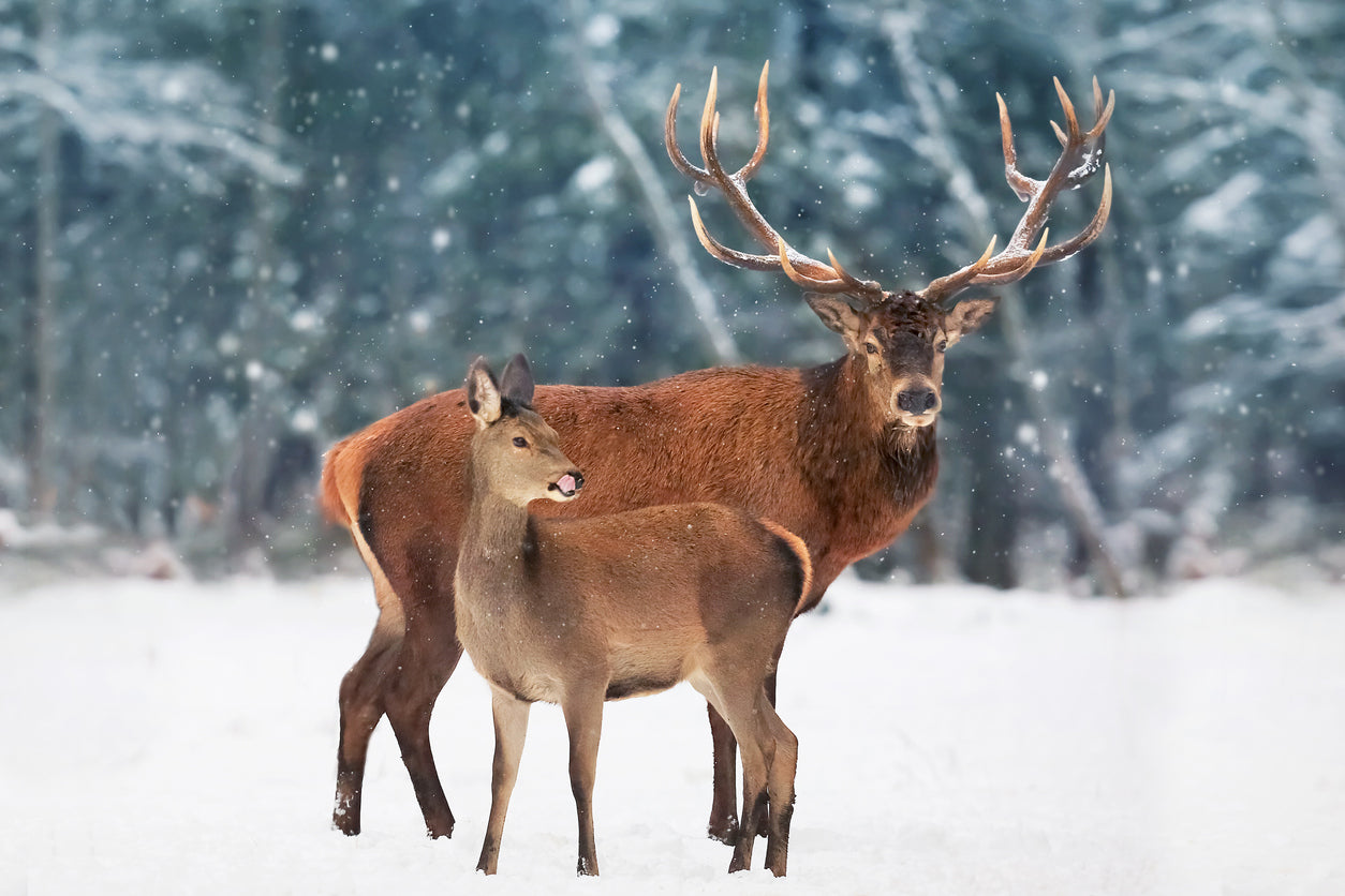 Deer in Snow Covered Forest View Home Decor Premium Quality Poster Print Choose Your Sizes