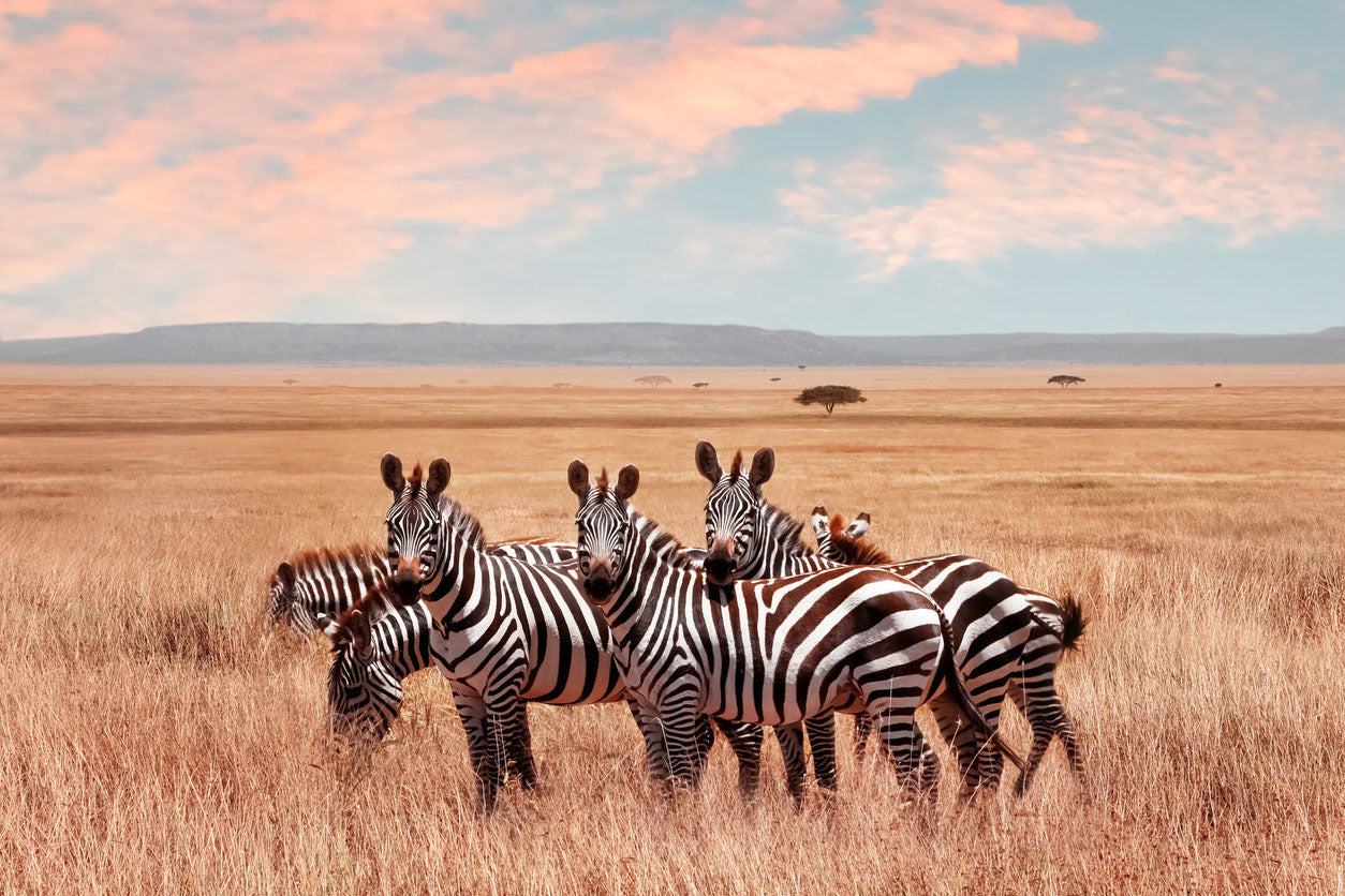 Zebras in Grass Field Photograph Print 100% Australian Made