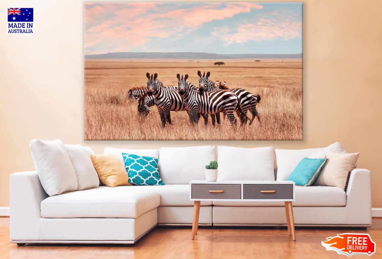 Zebras in Grass Field Photograph Print 100% Australian Made