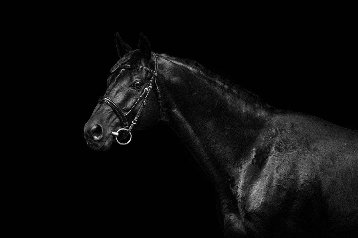 Black Horse Portrait Photograph Home Decor Premium Quality Poster Print Choose Your Sizes