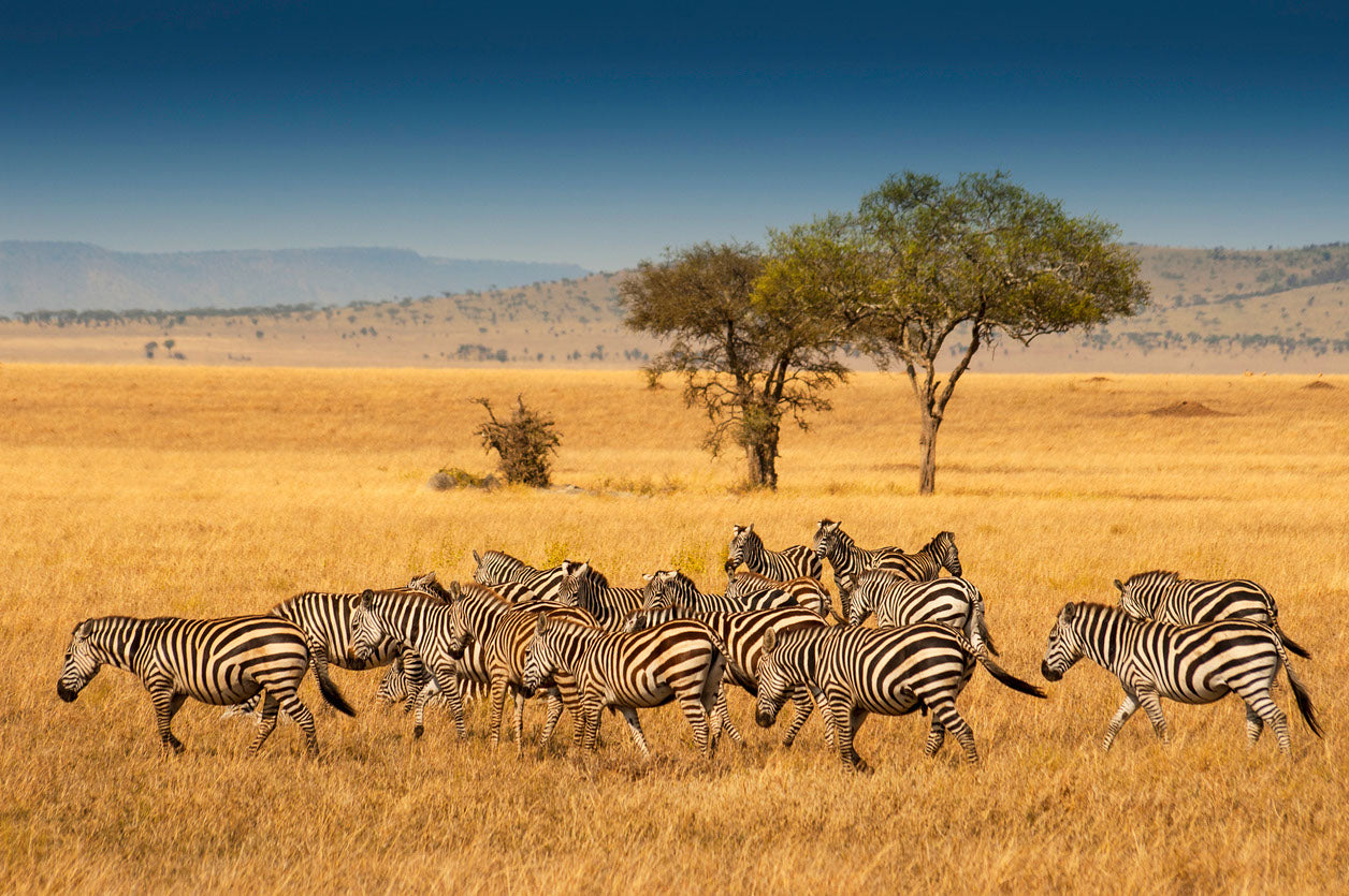 Zebras Running Photograph Home Decor Premium Quality Poster Print Choose Your Sizes