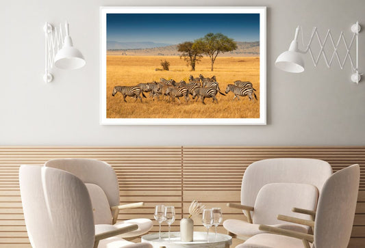 Zebras Running Photograph Home Decor Premium Quality Poster Print Choose Your Sizes