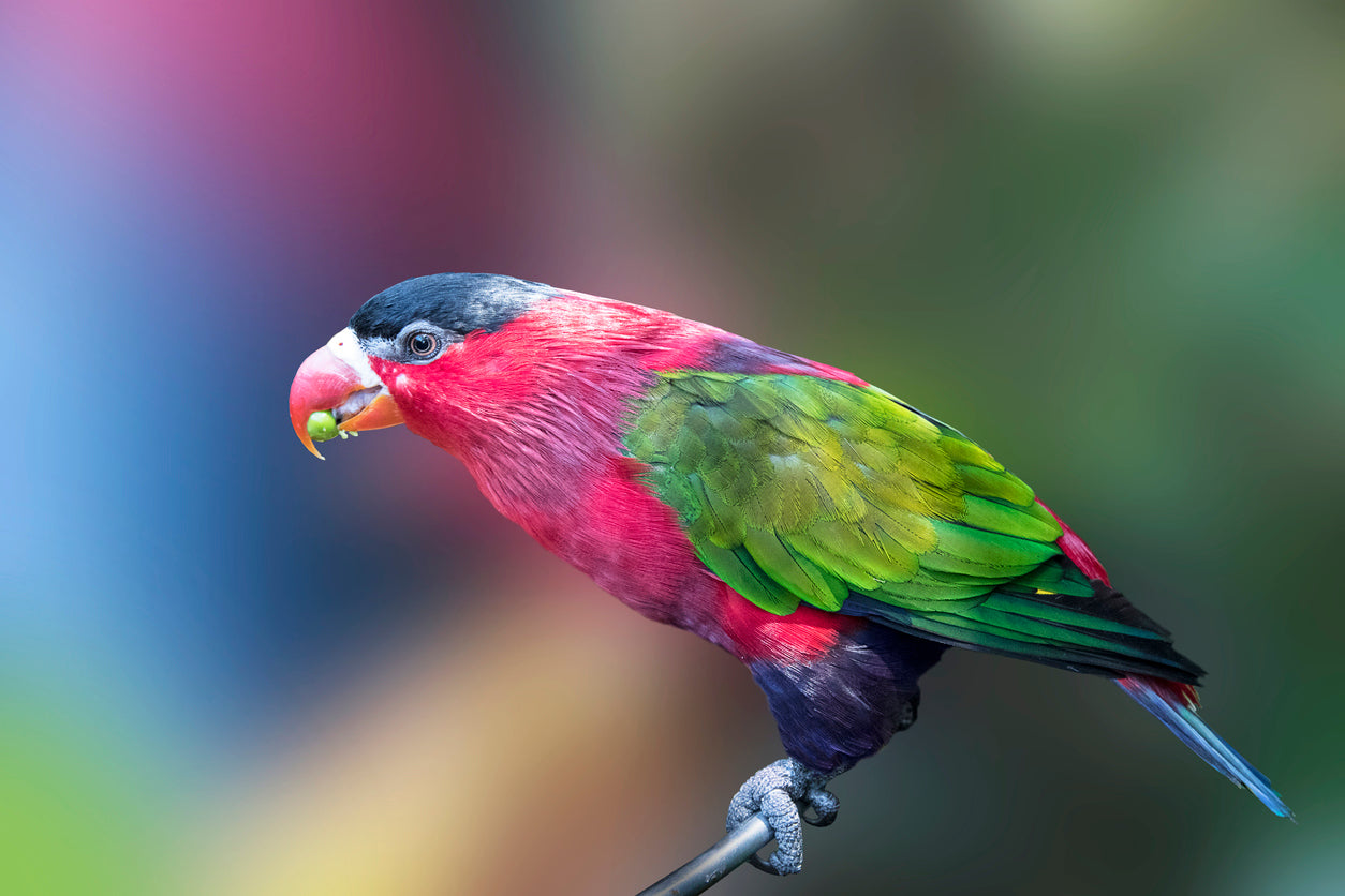 Colorful Bird Closeup Photograph Print 100% Australian Made