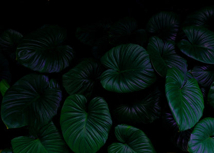 Plants in Dark Photograph Print 100% Australian Made