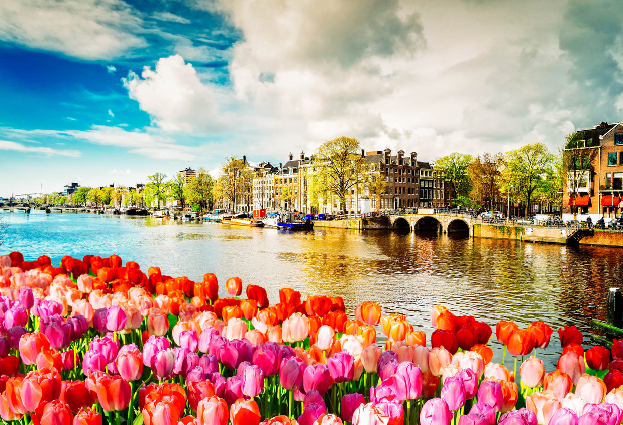 Tulip Flowers & City with Lake Home Decor Premium Quality Poster Print Choose Your Sizes