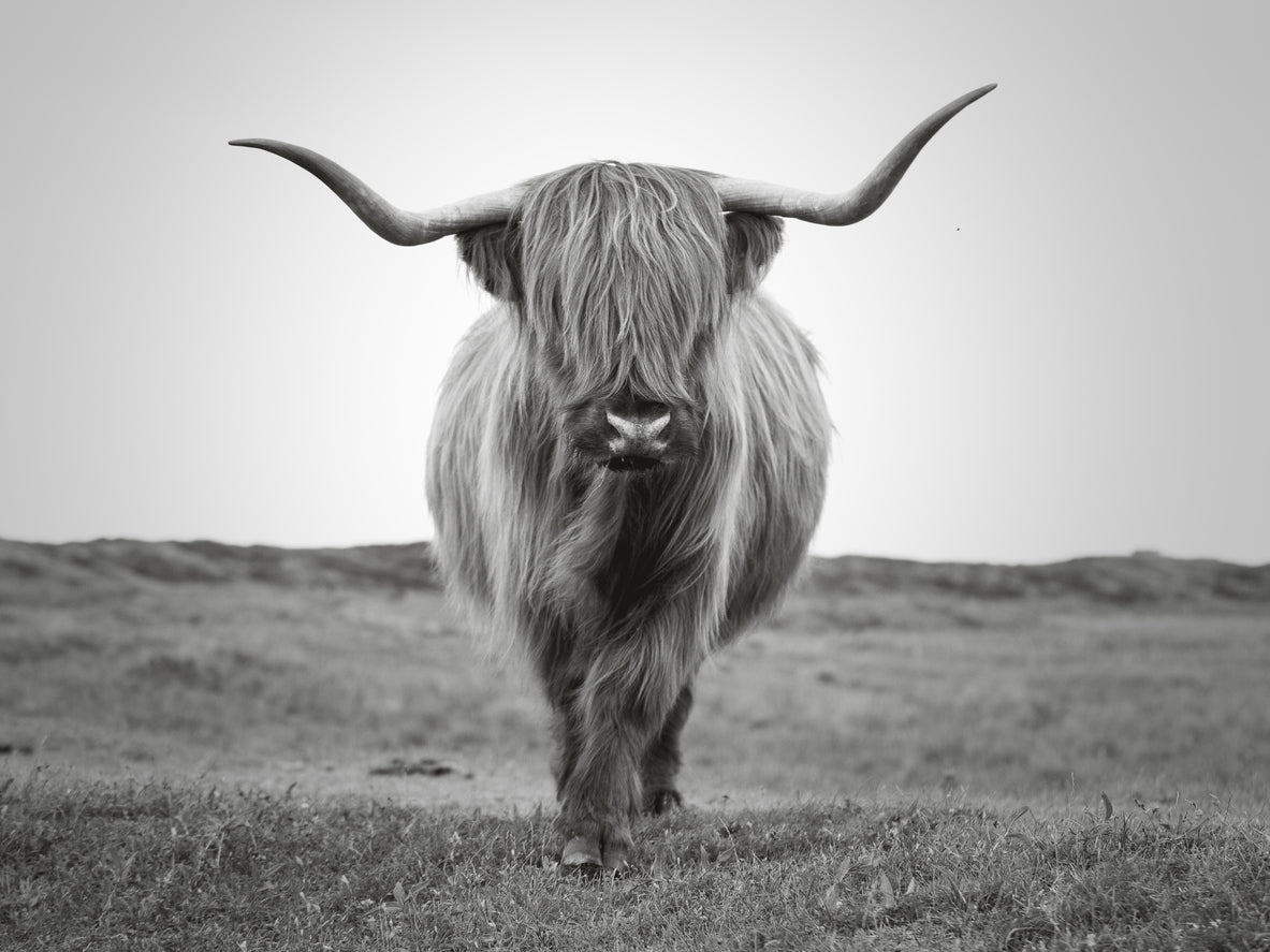 Highland Cow Portrait B&W View Print 100% Australian Made