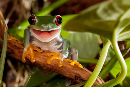 Frog on Tree Closeup Photograph Print 100% Australian Made