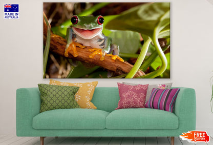 Frog on Tree Closeup Photograph Print 100% Australian Made