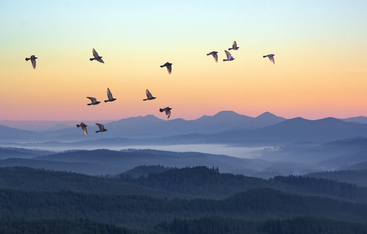 Bird Flying Over Mountains Sunset Home Decor Premium Quality Poster Print Choose Your Sizes