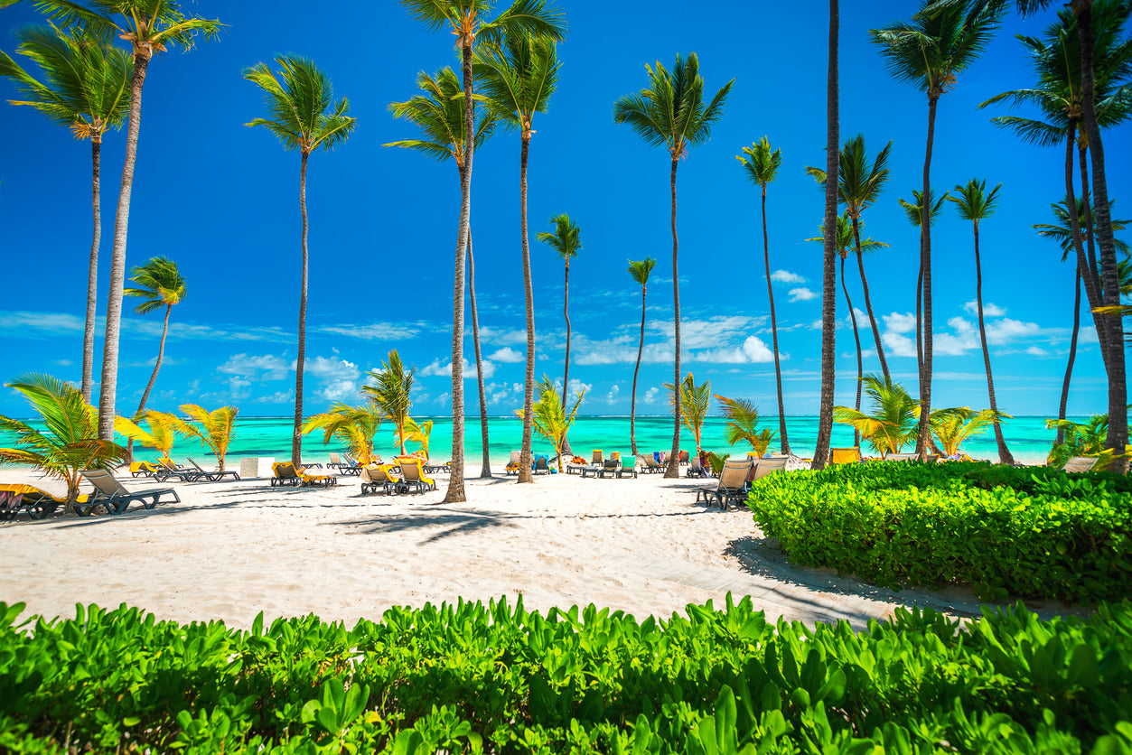 Palm Trees Near Sea Photograph Home Decor Premium Quality Poster Print Choose Your Sizes