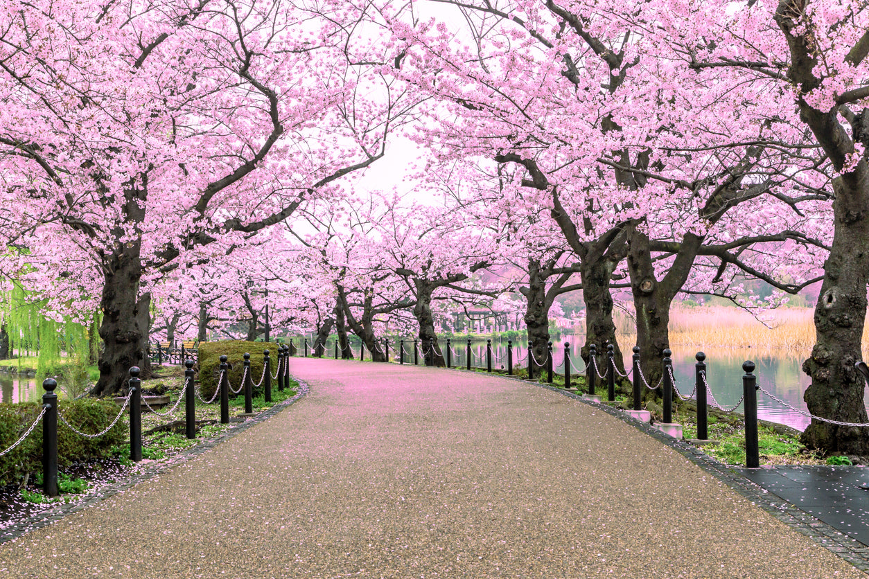 Blossom Trees Along the Road Home Decor Premium Quality Poster Print Choose Your Sizes