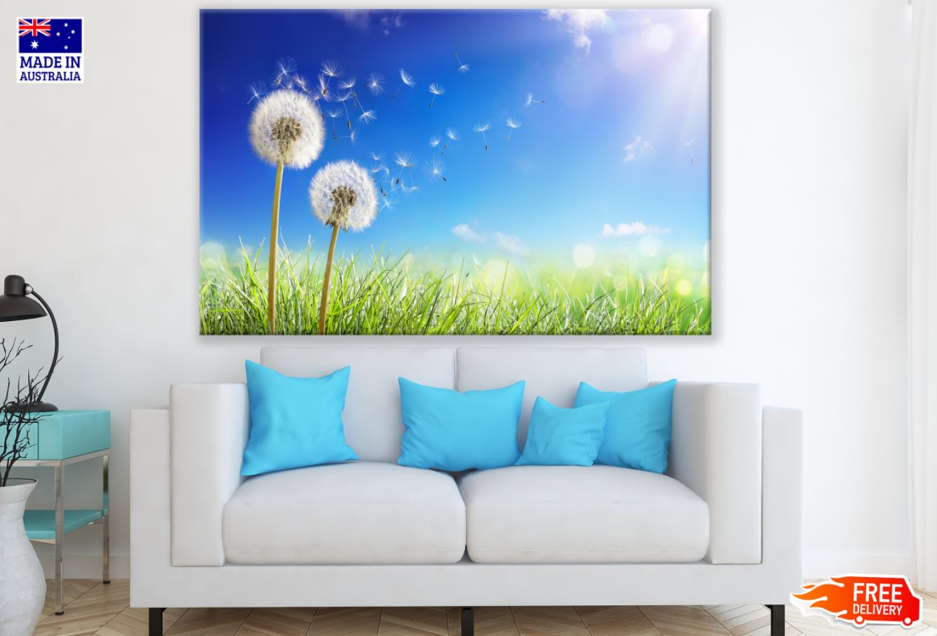 Dandelion Flowers Closeup View Print 100% Australian Made