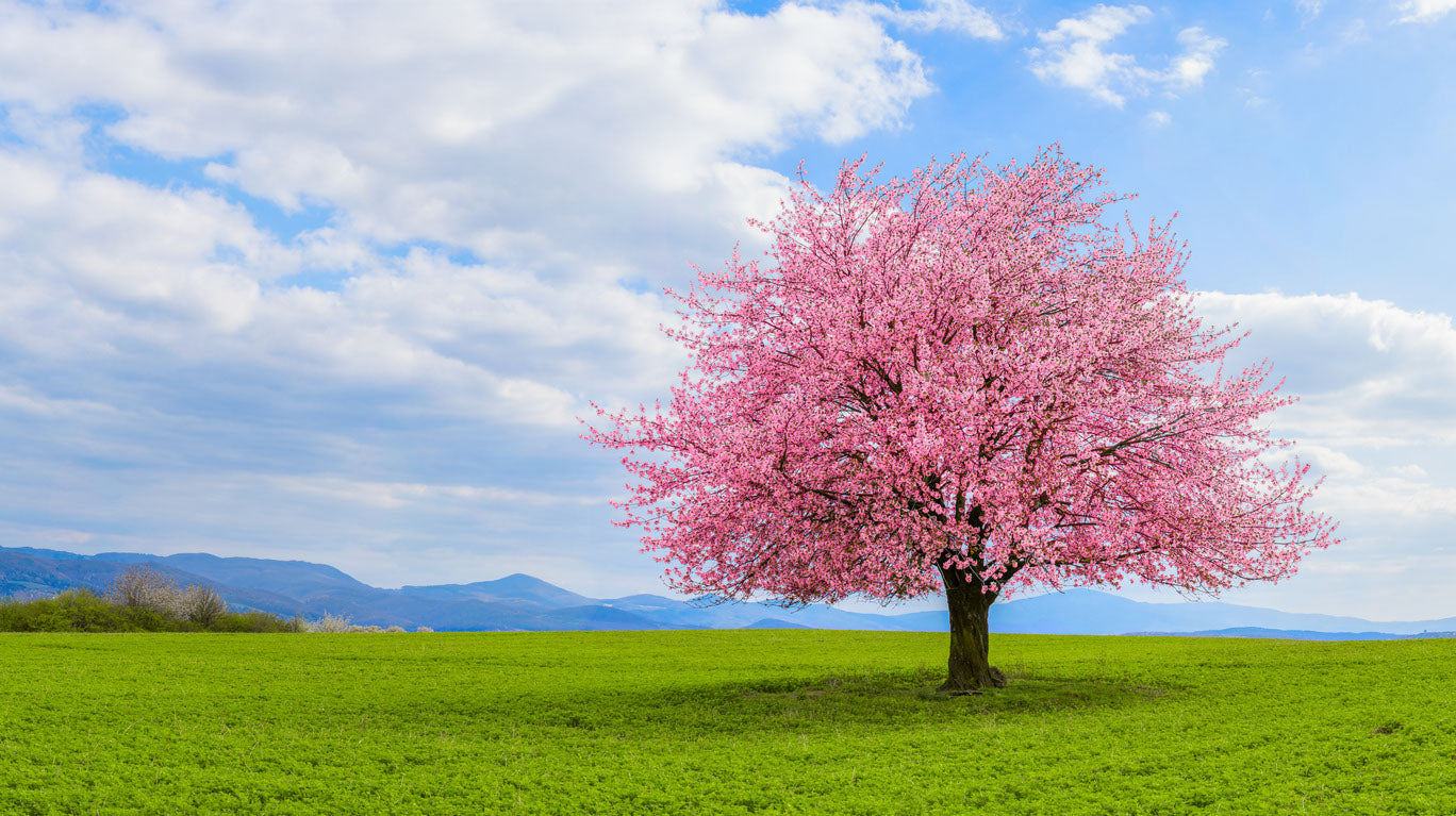 Blossom Tree in Meadow Photograph Home Decor Premium Quality Poster Print Choose Your Sizes