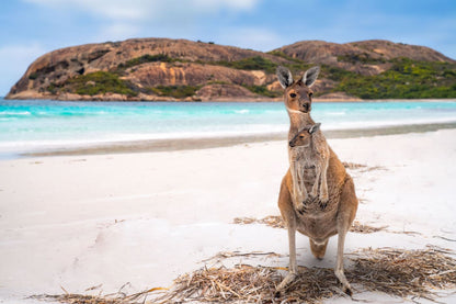 Kangaroo Near Sea Photograph Print 100% Australian Made