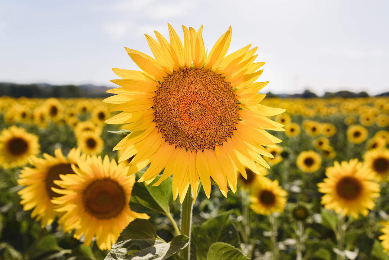 Sunflower Closeup Photograph Print 100% Australian Made