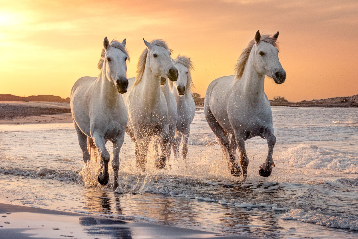 Horses Runnning Over Water Home Decor Premium Quality Poster Print Choose Your Sizes