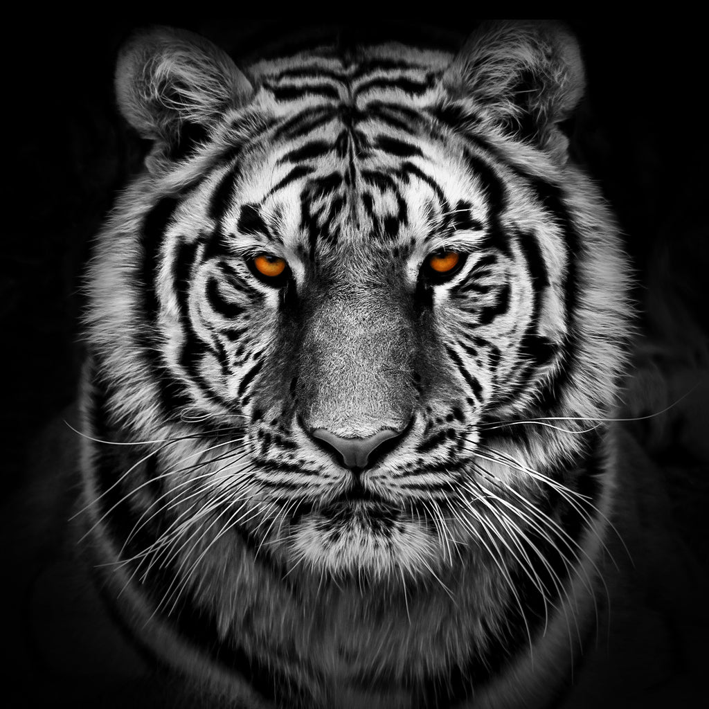 Square Canvas Tiger Portrait B&W Photograph High Quality Print 100% Australian Made