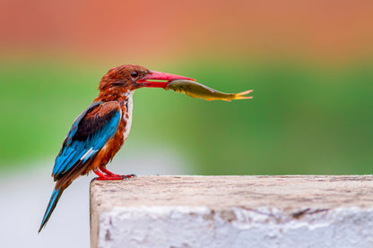 Kingfisher Bird with a Fish Print 100% Australian Made