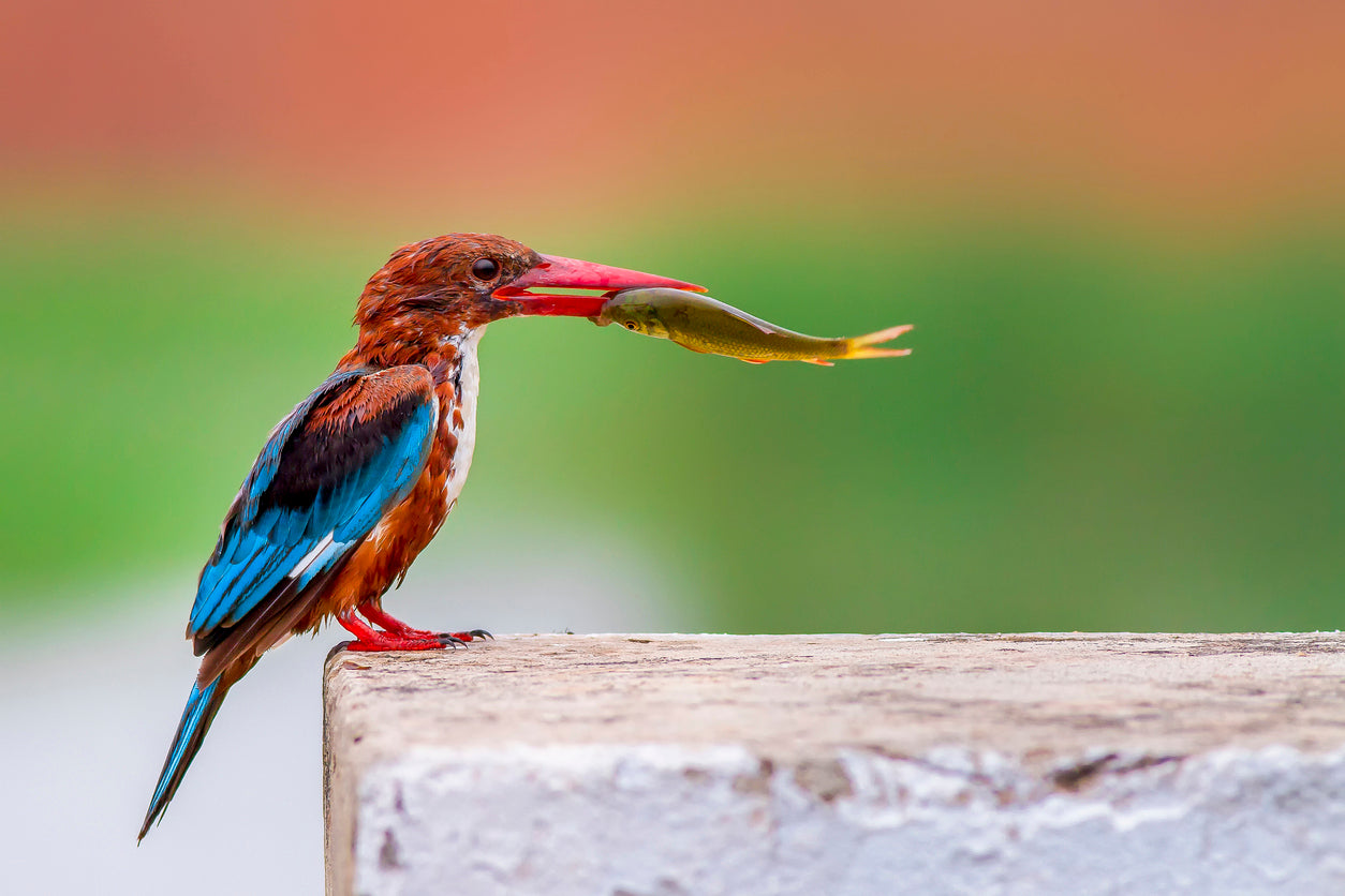 Kingfisher Bird with a Fish Home Decor Premium Quality Poster Print Choose Your Sizes