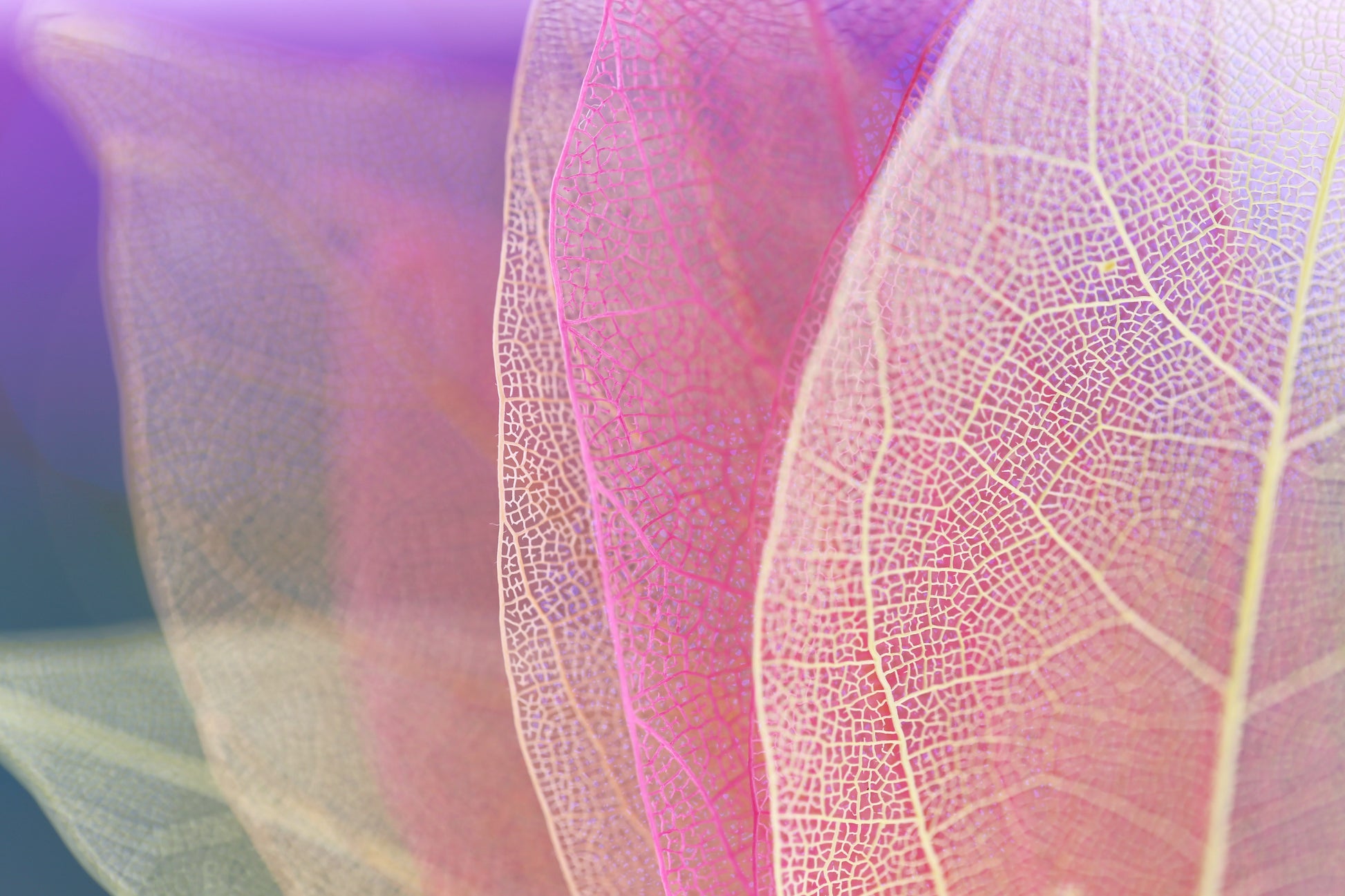 Colorful Leaf Macro Photograph Print 100% Australian Made