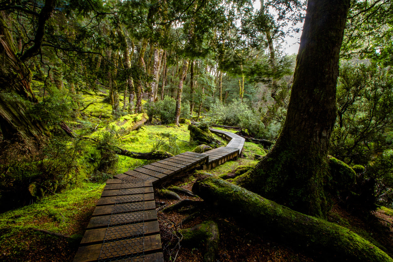 Wooden Pier in Forest Photograph Print 100% Australian Made