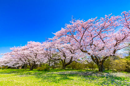 Blossom Trees in Meadow Scenery Home Decor Premium Quality Poster Print Choose Your Sizes