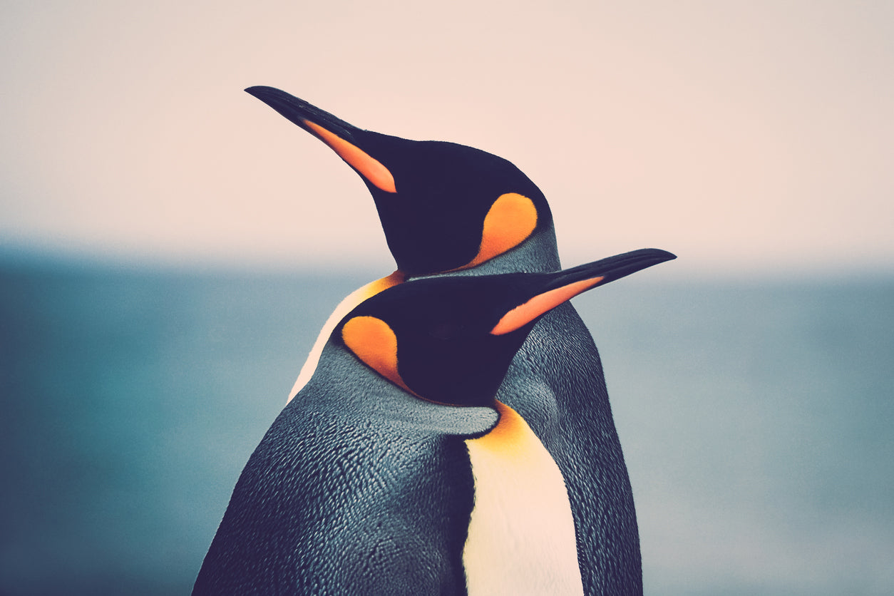 Penguins Pair Portrait Photograph Home Decor Premium Quality Poster Print Choose Your Sizes