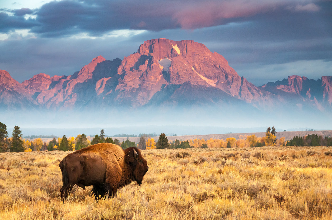 Bison on Field Near Mountain Home Decor Premium Quality Poster Print Choose Your Sizes