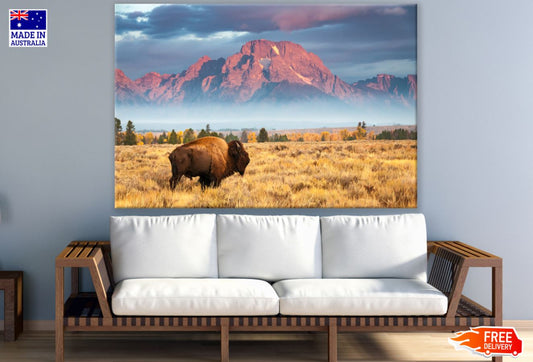 Bison on Field Near Mountain Print 100% Australian Made