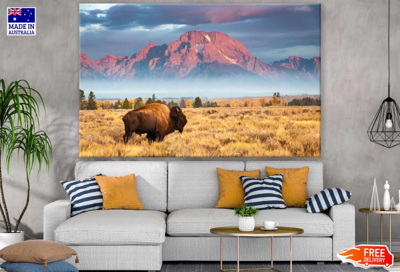 Bison Cow in Grass Field View Print 100% Australian Made