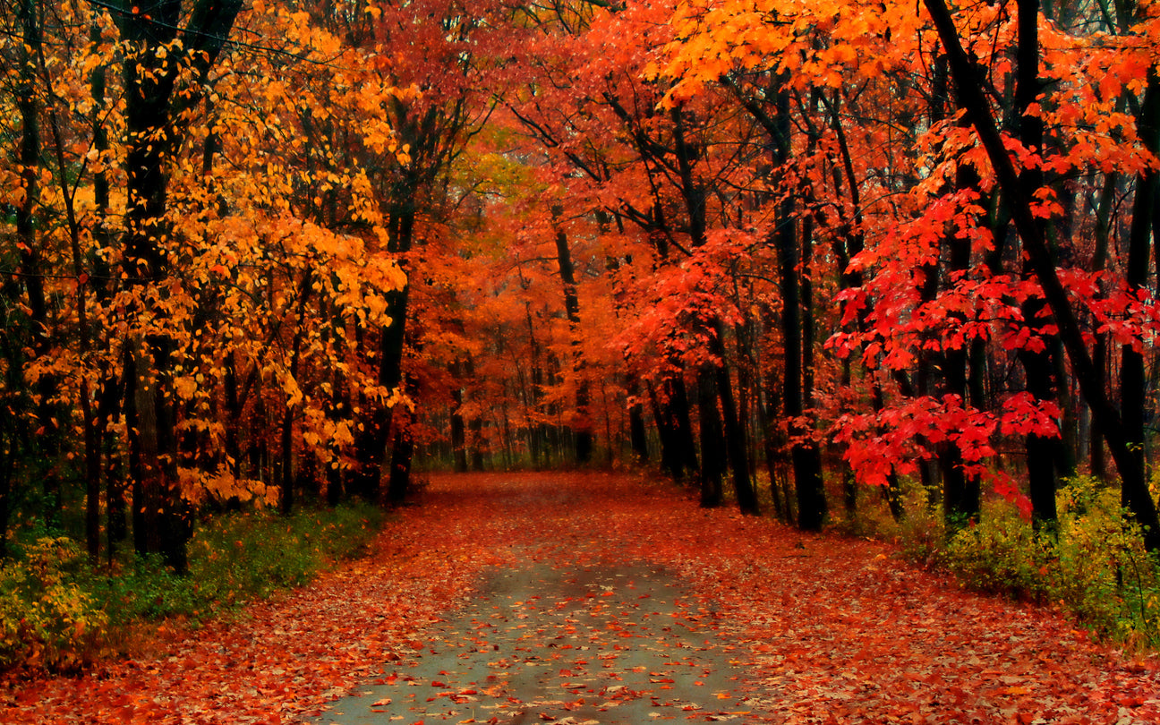 Autumn Tree Forest Road Scenery Home Decor Premium Quality Poster Print Choose Your Sizes