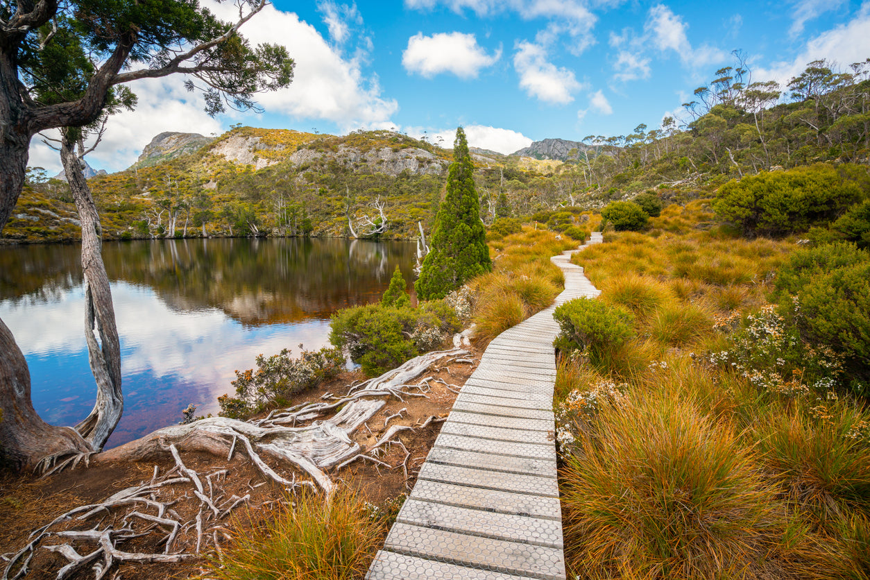 Wooden Footpath Near Lake Print 100% Australian Made