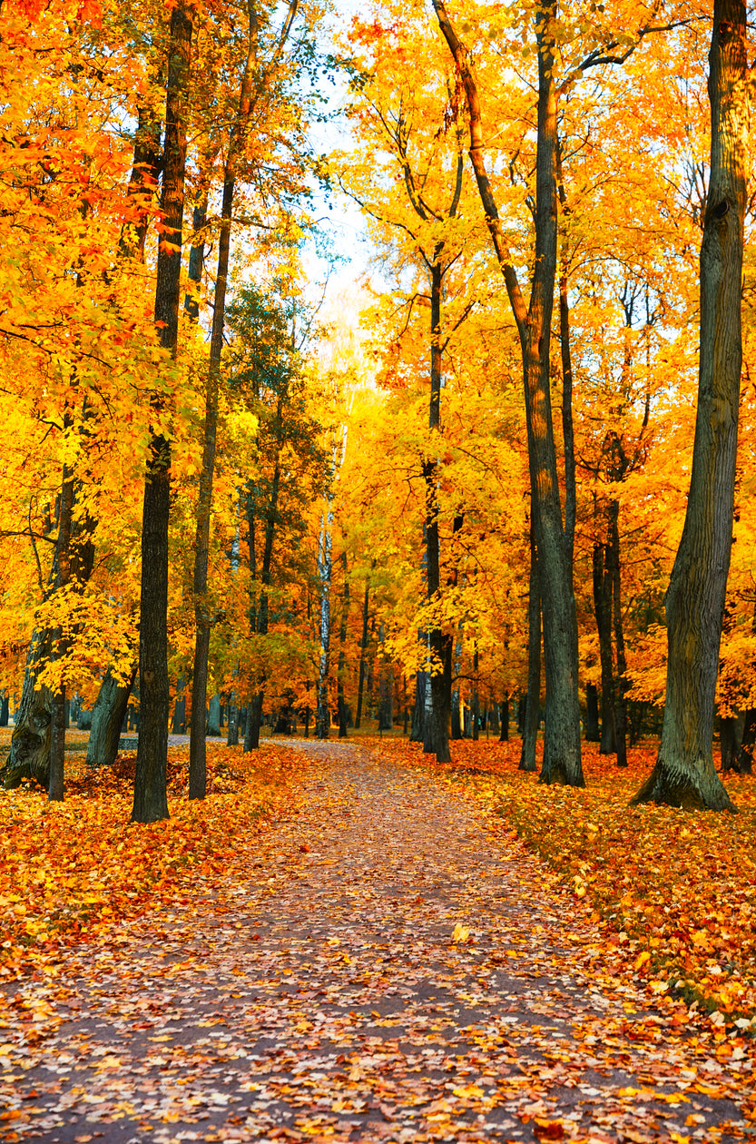 Autumn Forest Road Photograph Home Decor Premium Quality Poster Print Choose Your Sizes