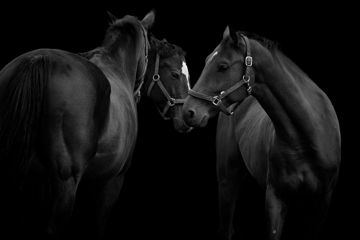 Black Horses Portrait Photograph Home Decor Premium Quality Poster Print Choose Your Sizes